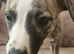 KC Health and Heart tested whippets