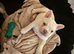 French bulldog puppy fully kc