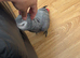 African Grey