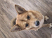 German Shepherd Cross