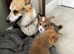 Welsh Pembrokeshire corgi pups
