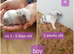 5 adorable bunny rabbit