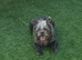 8 month old male