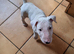 Bullterrier pup.