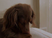 Longhaired miniature dachshund