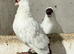 Rad helmt pigeon