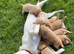 Superb Fox Red & Golden Labrador Puppies