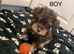Gorgeous Schnoodle puppies