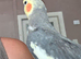 Semi tame male cockatiel.