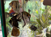 Tropical fish for sale