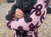 Kc reg Labrador puppy’s for sale Solihull