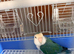 Love birds