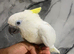 Ready Now Baby Handreared Super Tame Cuddly Medium Sulphur Crested Cockatoo Parrot