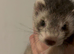 Ferret cross polecats 3 left