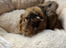 Boy guinea pigs for sale