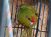 Kakariki hen Kakariki hen