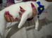 RARE ODD EYE Ragdoll x ragdoll bsh pure white boy 9 wks READY NOW