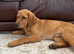 Labrador girl 17 weeks. Fully vaccinated