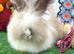 Angora x Lionhead Doe.