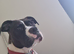 American bully