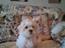 Maltese boy.