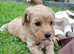 Stunning Cavapoochon puppies Family raised