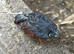 Chinese painted quail