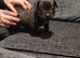 1 little female pocket bully X staff