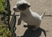 Jack Russell