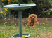 3 year old Cavalier female KC REG HEALTH TESTED