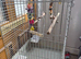 Bird cage