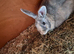 Male and female and 6ft hutch