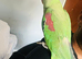 Baby hand reared Alexndrian Parrot