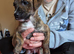 Staffy cross puppy