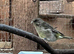 Green Finch Breeding Pair