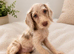 Labradoodle puppies