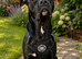Staffy+cane corso