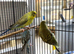 Black wing budgies available