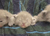 Persian x exotic/ragdoll READY TO GO