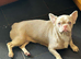The sweetest, gentlest little Frenchie cross girl who would make the perfect companion.
