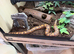 Kenyan sand boa with full setup