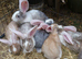 PURE Continental Giants - White Eared - Vaccinated 3 in 1 - RESERVE