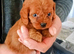 Cavapoo Puppies Red ️!!!.