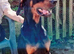 Doberman for stud (proven)
