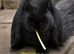 Pure bred French lop litter