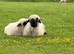 Small starter flock Valais Blacknose Sheep, Male & Female