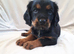 Super Cockalier Pups - Ready Now - Health Tested Parents