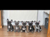 French bulldogs