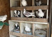 Birmingham roller pigeons for sale