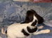 4 beautiful pips